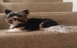 Biewer Terrier dogs for stud: Purebred Pedigree Biewer Terrier Stud in Merthyr Tydfil - Image 25