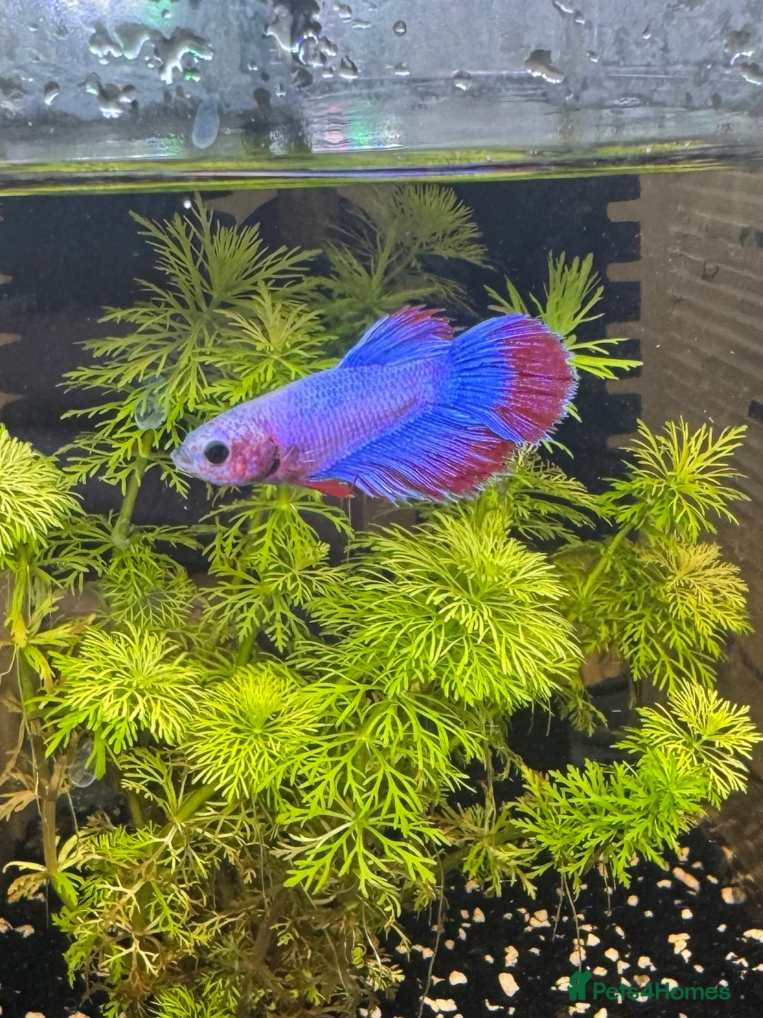 Bettas fish for sale: Male and female bettas for sale - Advert 1