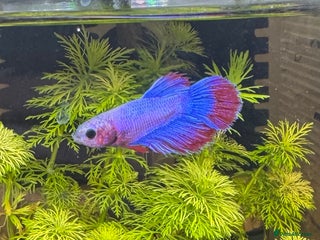 Bettas fish Male and female bettas for sale - Advert 8