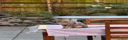 Mixed Breed cats for sale: Rehoming 4 year old Bengal/Savannah cross in Cardiff - Advert 7