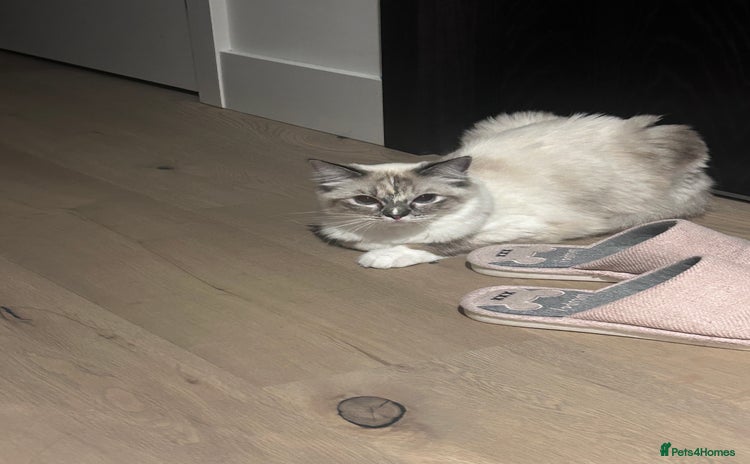 Ragdoll cats - Advert 5