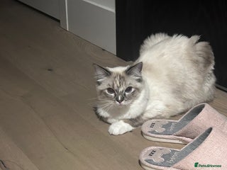 Ragdoll cats - Advert 32