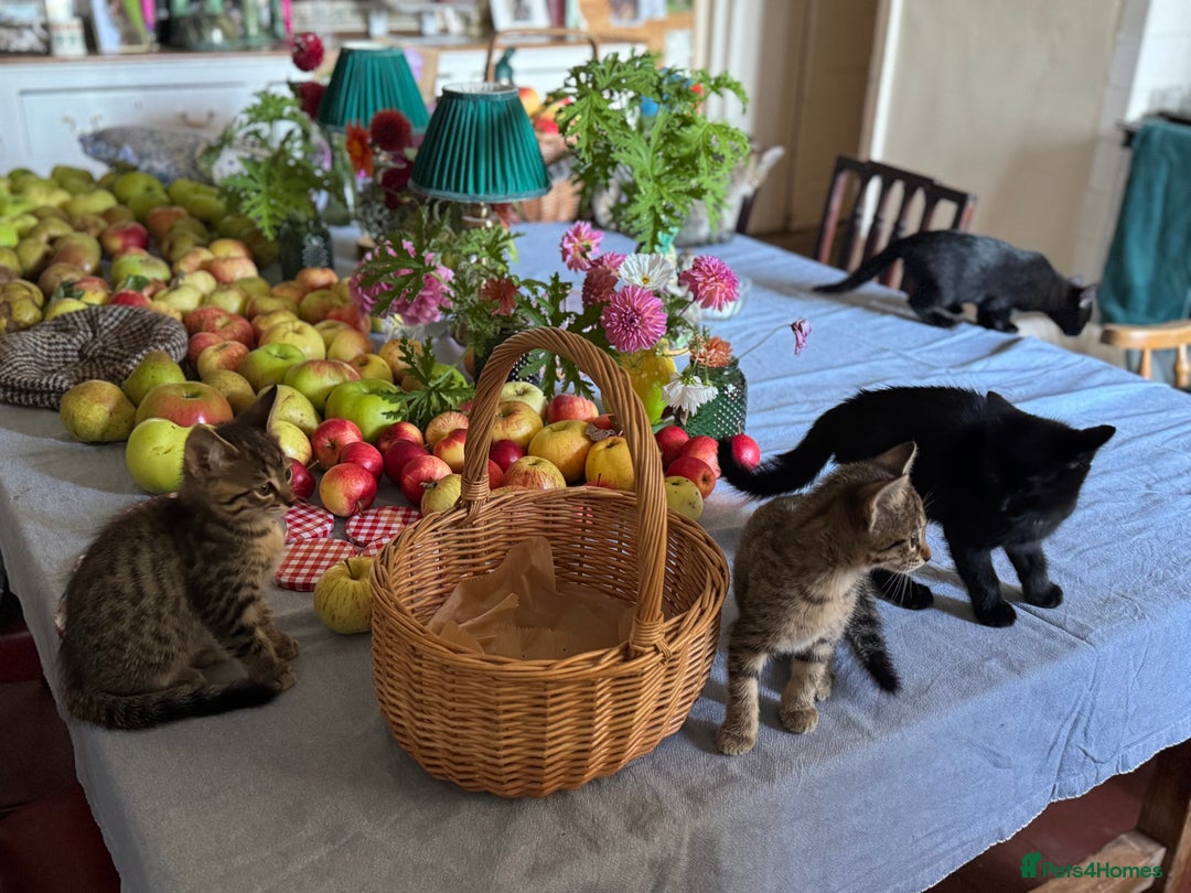 Savannah cats for sale: Savannah x Dorset Lad  - Image 6