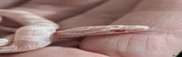 Corn Snake reptiles for sale: Halo/Green Blotch Corn snakes  - Advert 2