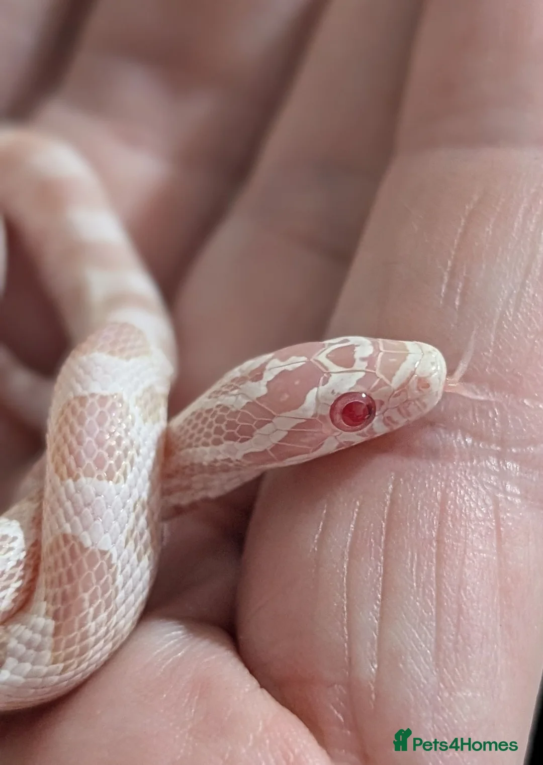 Corn Snake reptiles for sale: Halo/Green Blotch Corn snakes  - Advert 2