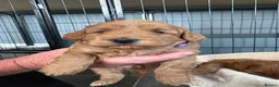 Cockapoo dogs for sale: Extensively health tested F1b cockapoos - Advert 16