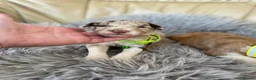 Bordoodle dogs for sale: Bordoodle boys and girls  - Advert 13