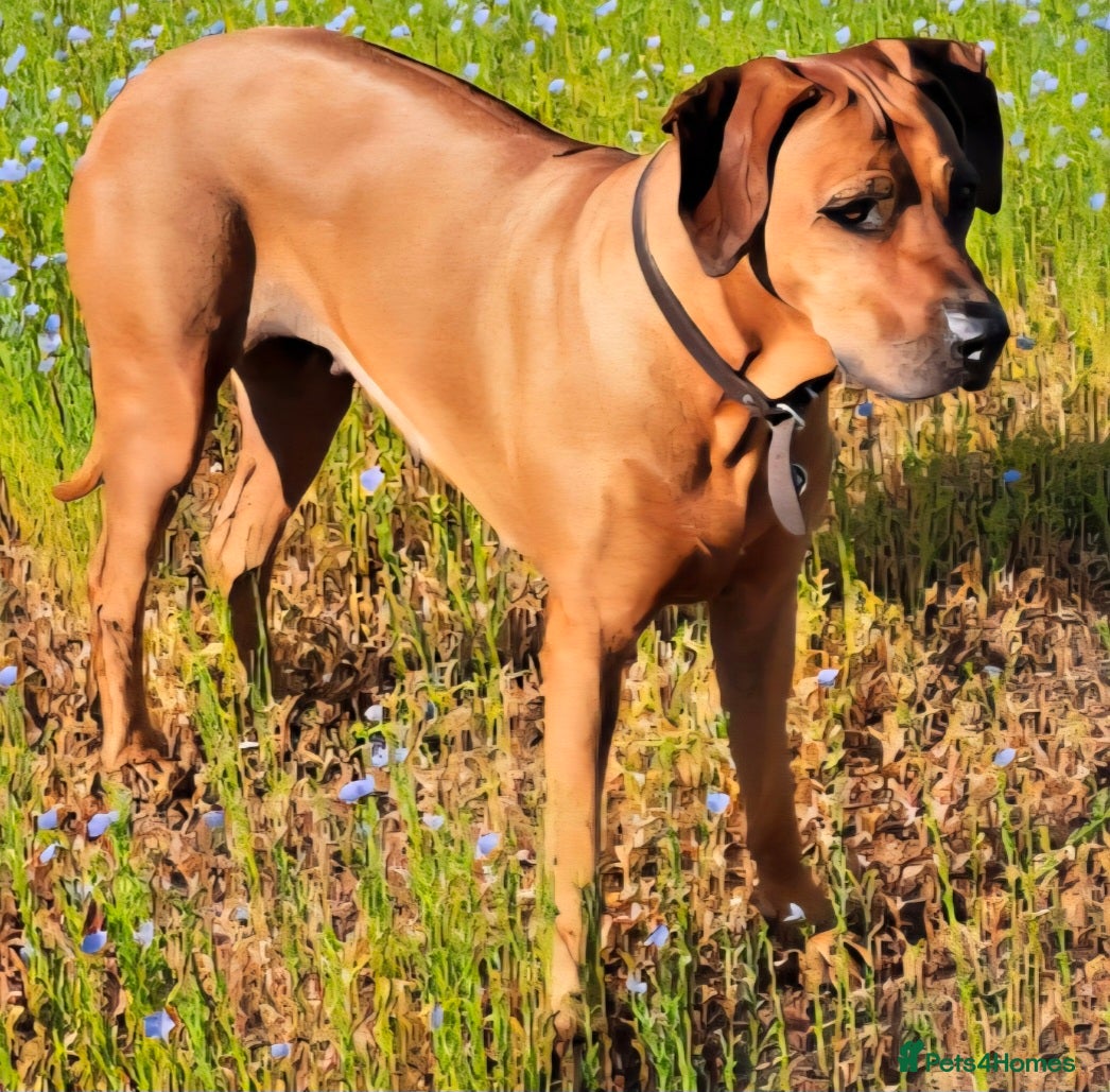 Rhodesian Ridgeback dogs KC reg,Excellent Ridges,Health checked/Elb/Hip/JME - Advert 2