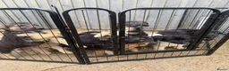 Mixed Breed dogs for sale: German shepherd pups  in Louth - Advert 1