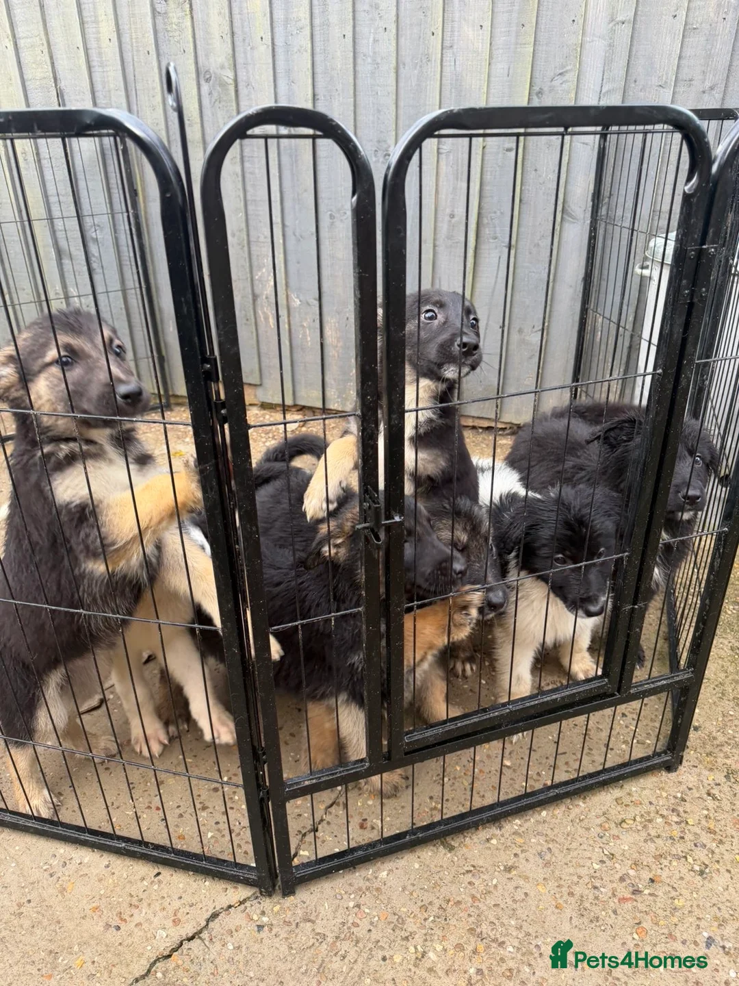 Mixed Breed dogs for sale: German shepherd pups  in Louth - Advert 1