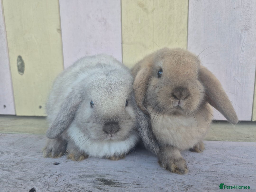 Mini Lop rabbits for sale: 💙 Beautiful and friendly mini lop boys 💙 - Advert 10