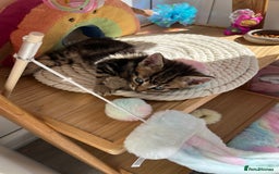 British Shorthair cats for sale: Beautiful 10 week old male kitten  - Image 3