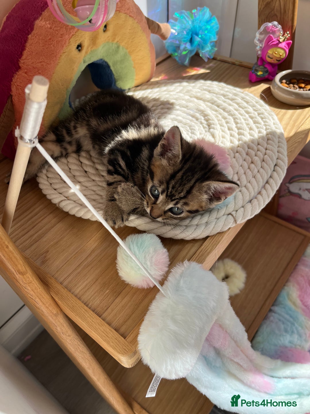 British Shorthair cats for sale: Beautiful 10 week old male kitten  - Image 3