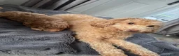 Toy Poodle dogs for sale: Toy poodle  - Advert 6