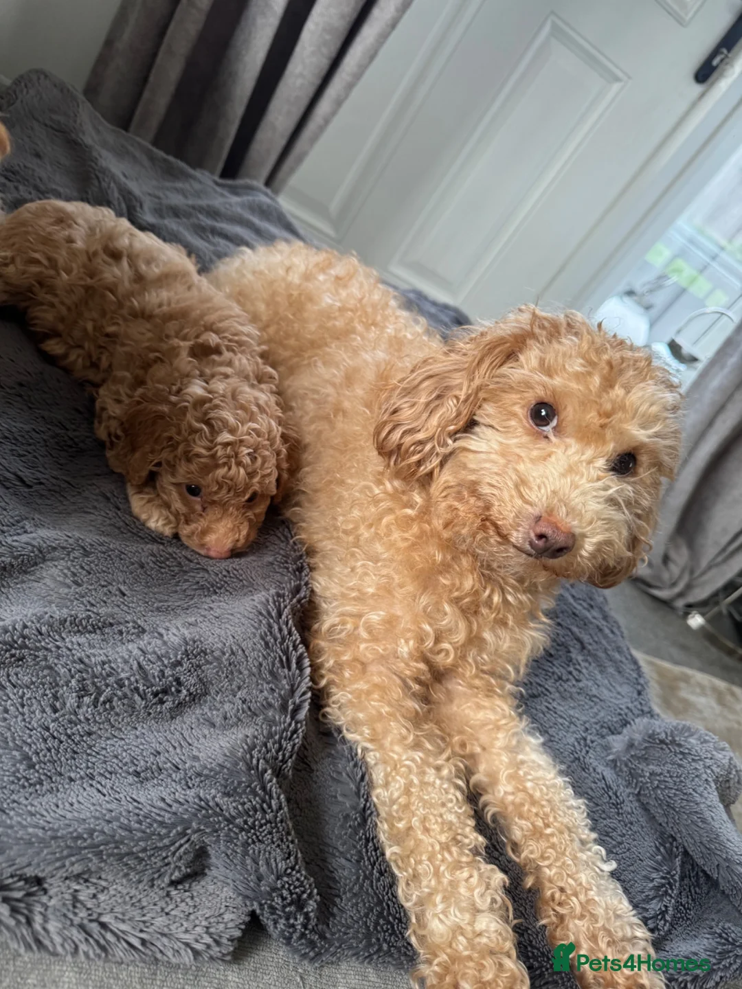 Toy Poodle dogs for sale: Toy poodle  - Advert 6