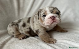 English Bulldog dogs for sale: LAST BOY ENGLISH BULLDOG PUP in South Ockendon - Image 17