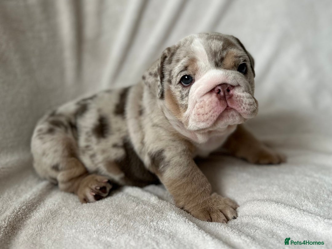 English Bulldog dogs for sale: LAST BOY ENGLISH BULLDOG PUP in South Ockendon - Image 17
