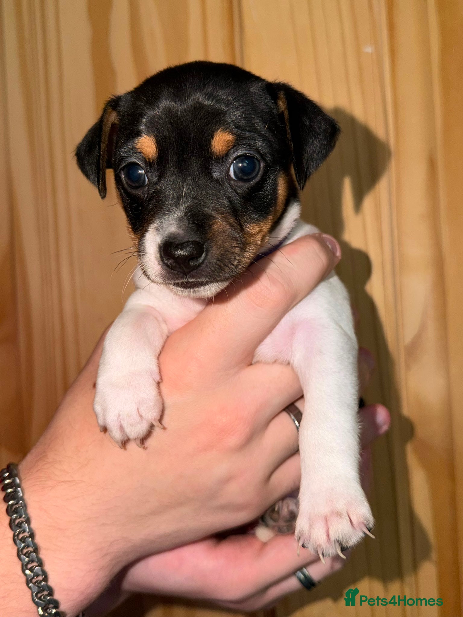 Jack Russell dogs 5 Stunning Tradition Jack Russell Puppies - Advert 2