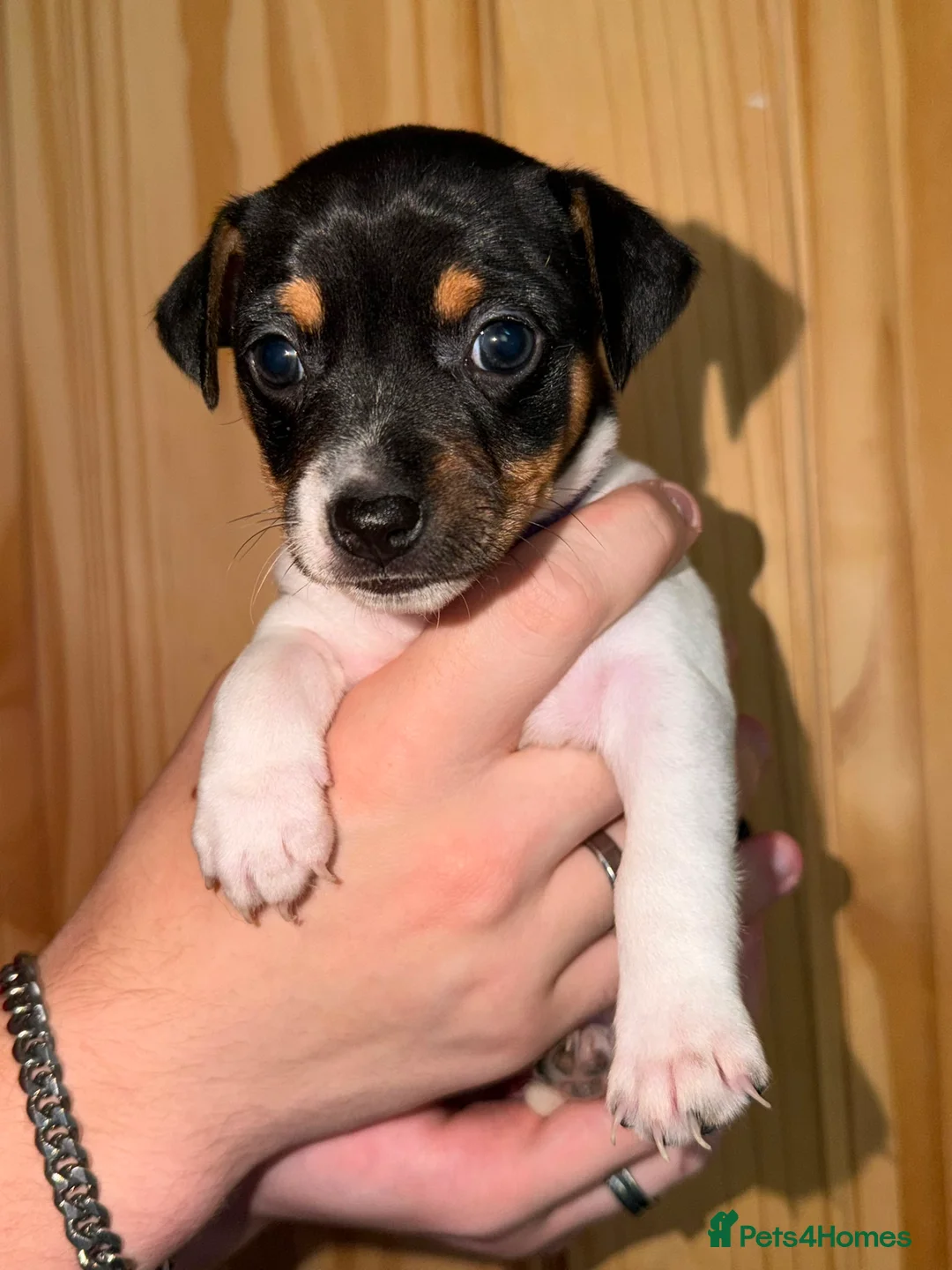 Jack Russell dogs for sale: 5 Stunning Tradition Jack Russell Puppies - Advert 2