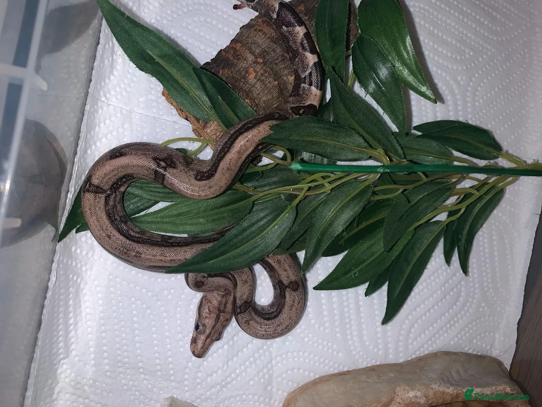 Boa Snake reptiles for sale: Baby boa constrictors for loving homes - Advert 2