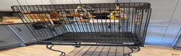 Budgerigars birds for sale: Two young budgies and full set up  in Stroud - Advert 7