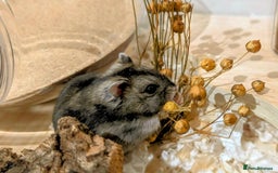 Hamster rodents for sale: Female Dwarf Hamster for Adoption UPDATED 05.09.25 - Image 5