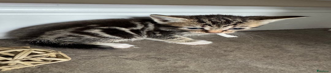 Mixed Breed Kitten 1