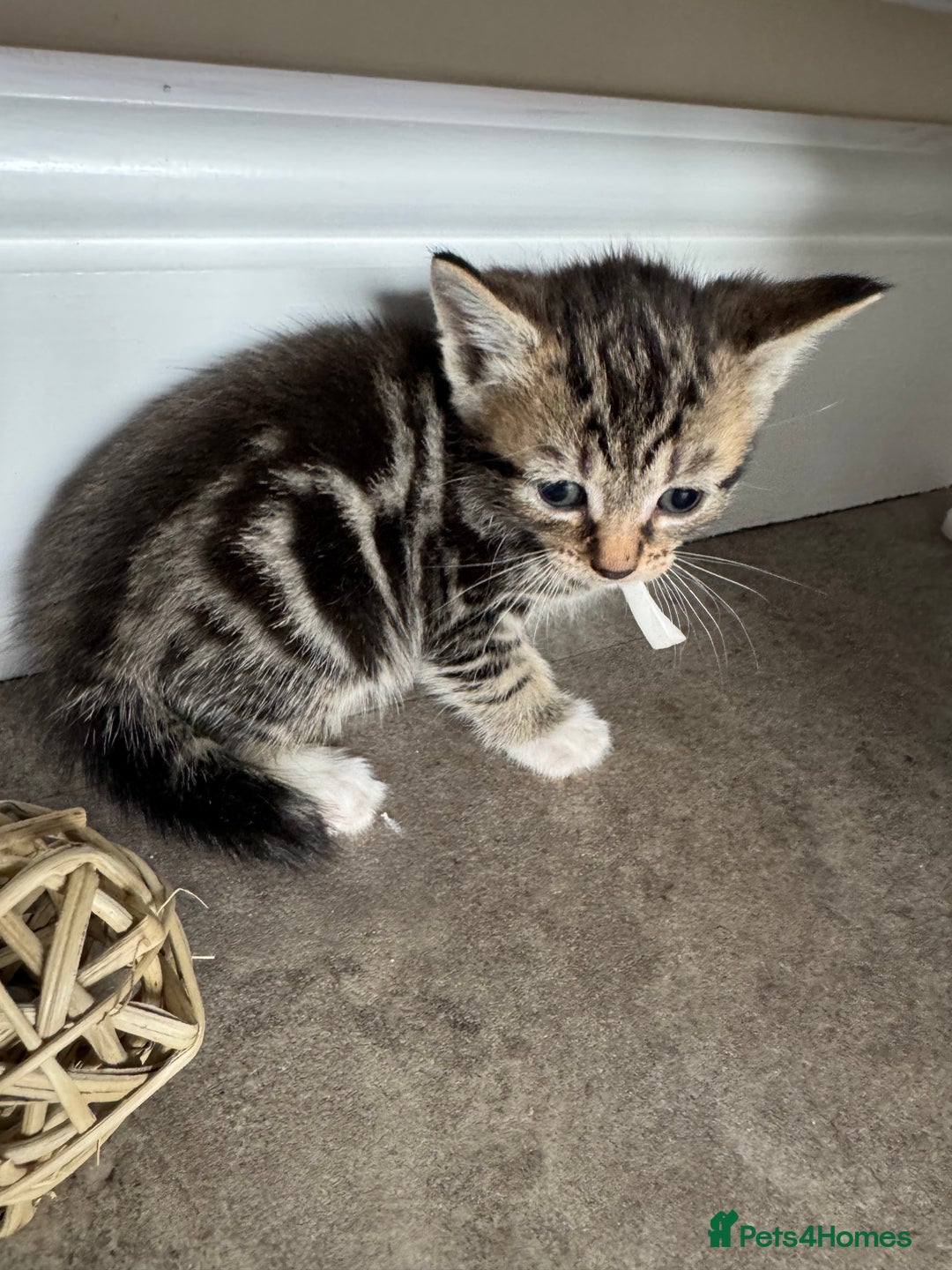 Mixed Breed cats for sale: Mixed breed kittens  - Image 5