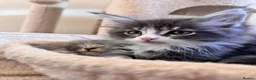 Maine Coon cats for sale: Beautifull Maine Coon kittens in Edinburgh - Advert 4