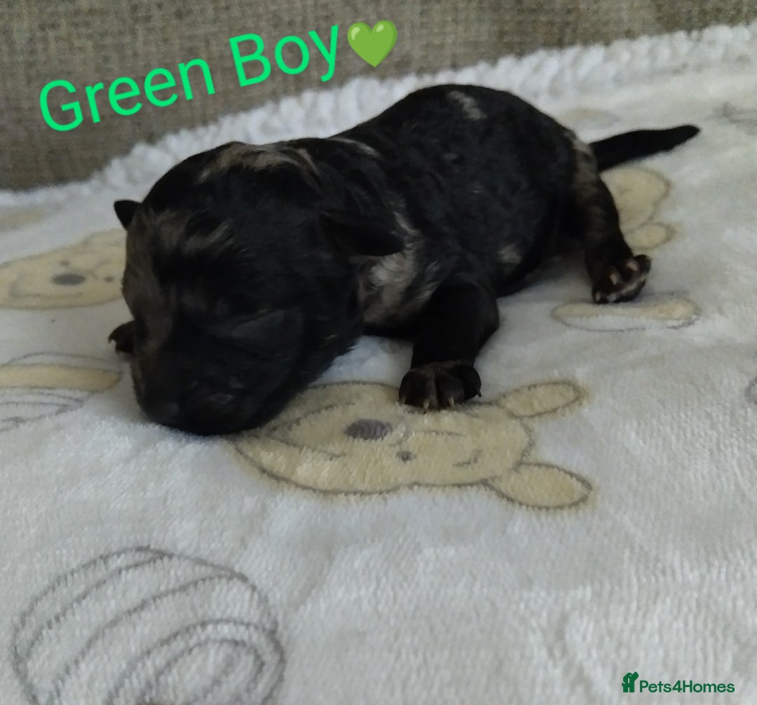 Cockapoo dogs for sale: Stunning Unique Cockapoo Puppies - Image 5