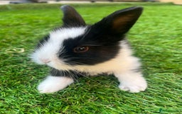 Lionhead rabbits for sale: Lion head rabbits for sale - Image 4