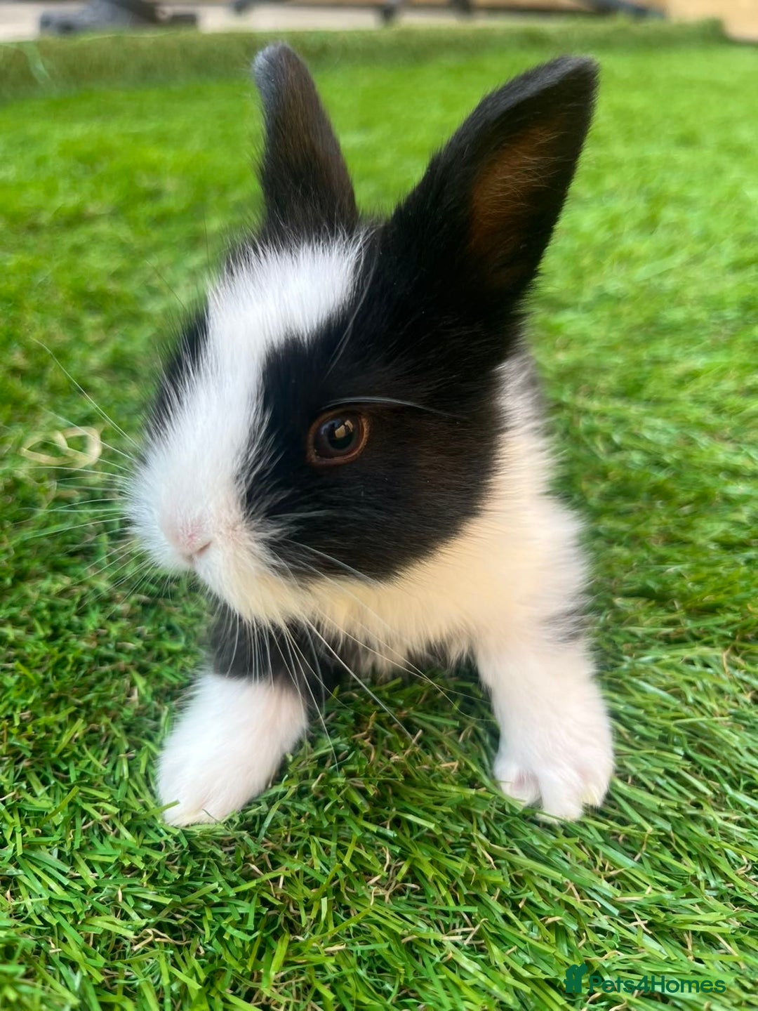 Lionhead rabbits for sale: Lion head rabbits for sale - Image 4