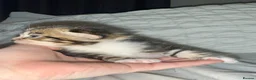 Turkish Angora cats for sale: 🐾 Exceptional Turkish Angora x Kittens in Belper - Advert 14