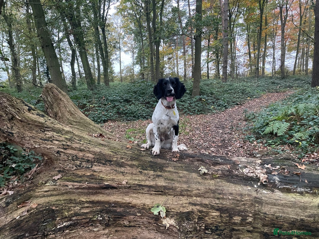 English Springer Spaniel dogs for sale: Chase, springer spaniel - Image 7