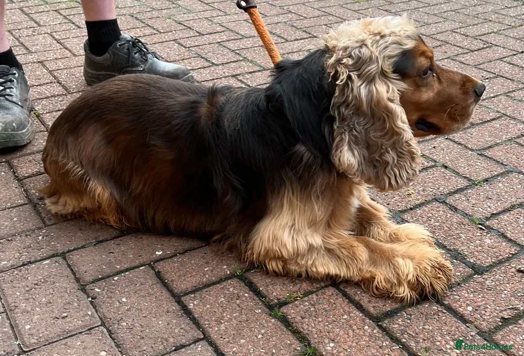 Cocker Spaniel dogs for stud: stunning sable cocker spaniel stud in Ormskirk - Advert 2