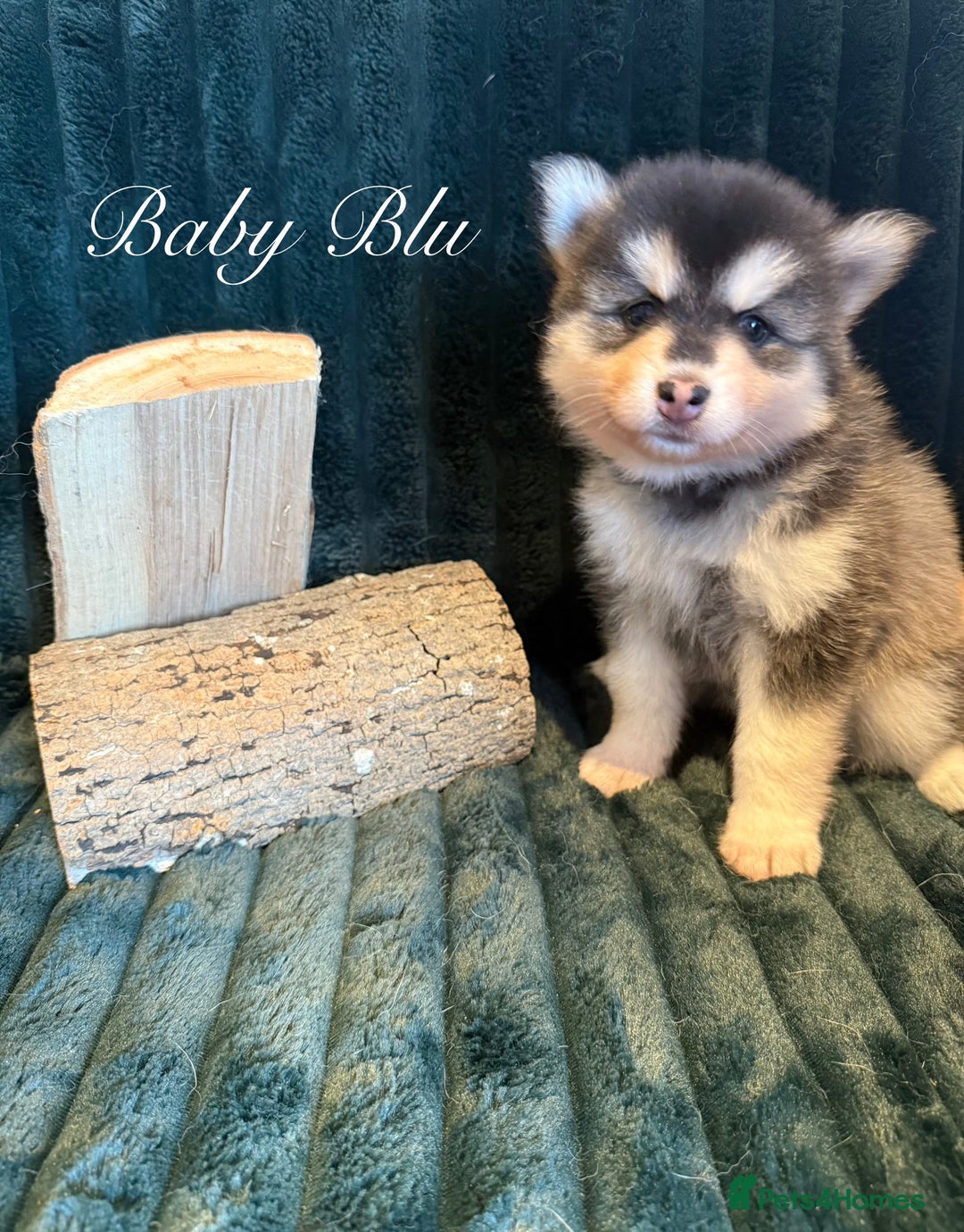 Pomsky dogs for sale: Beautiful husky marked Pomskies  - Image 19