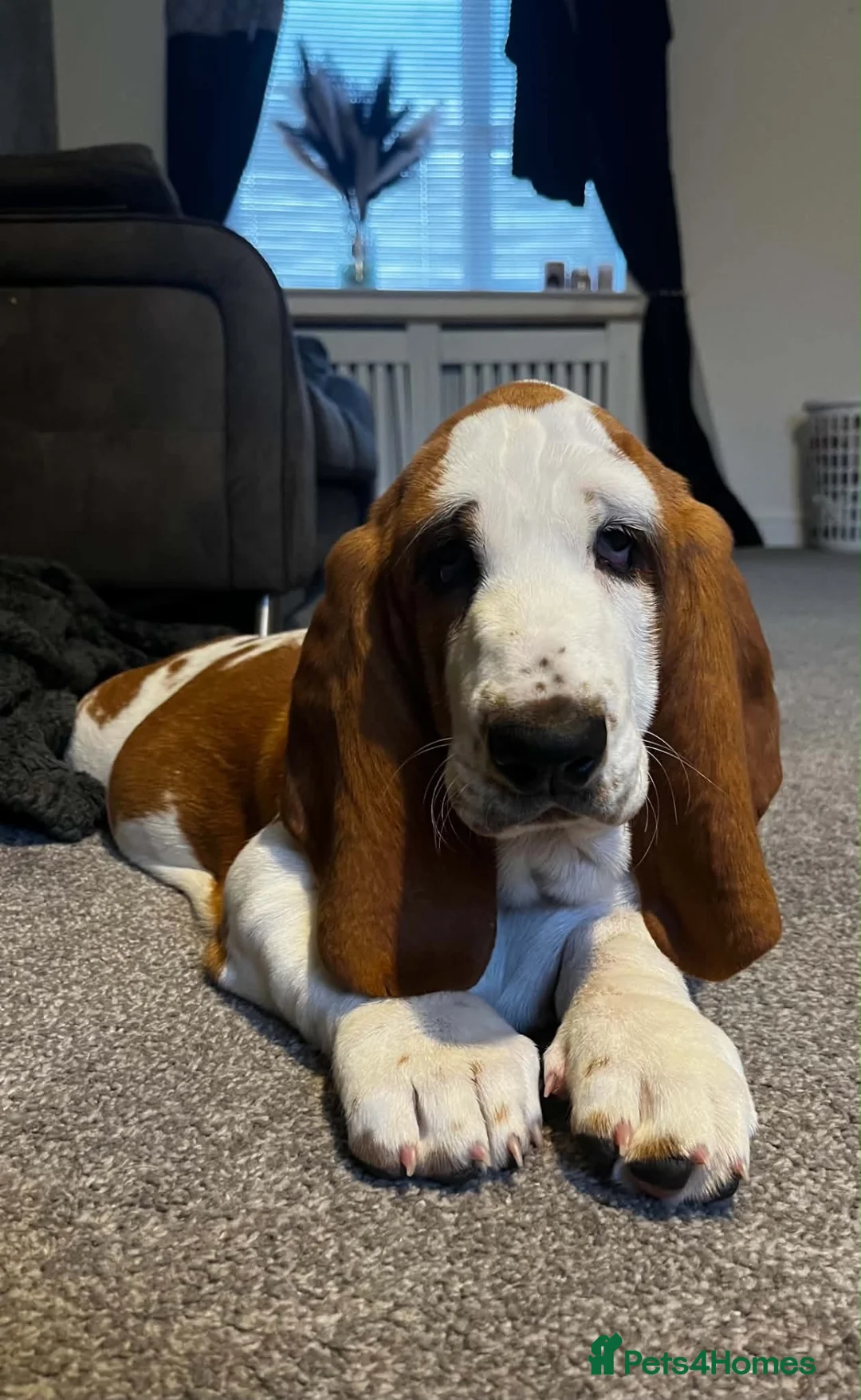 Basset Hound dogs for sale: 4 month old basset hound puppy - Advert 5