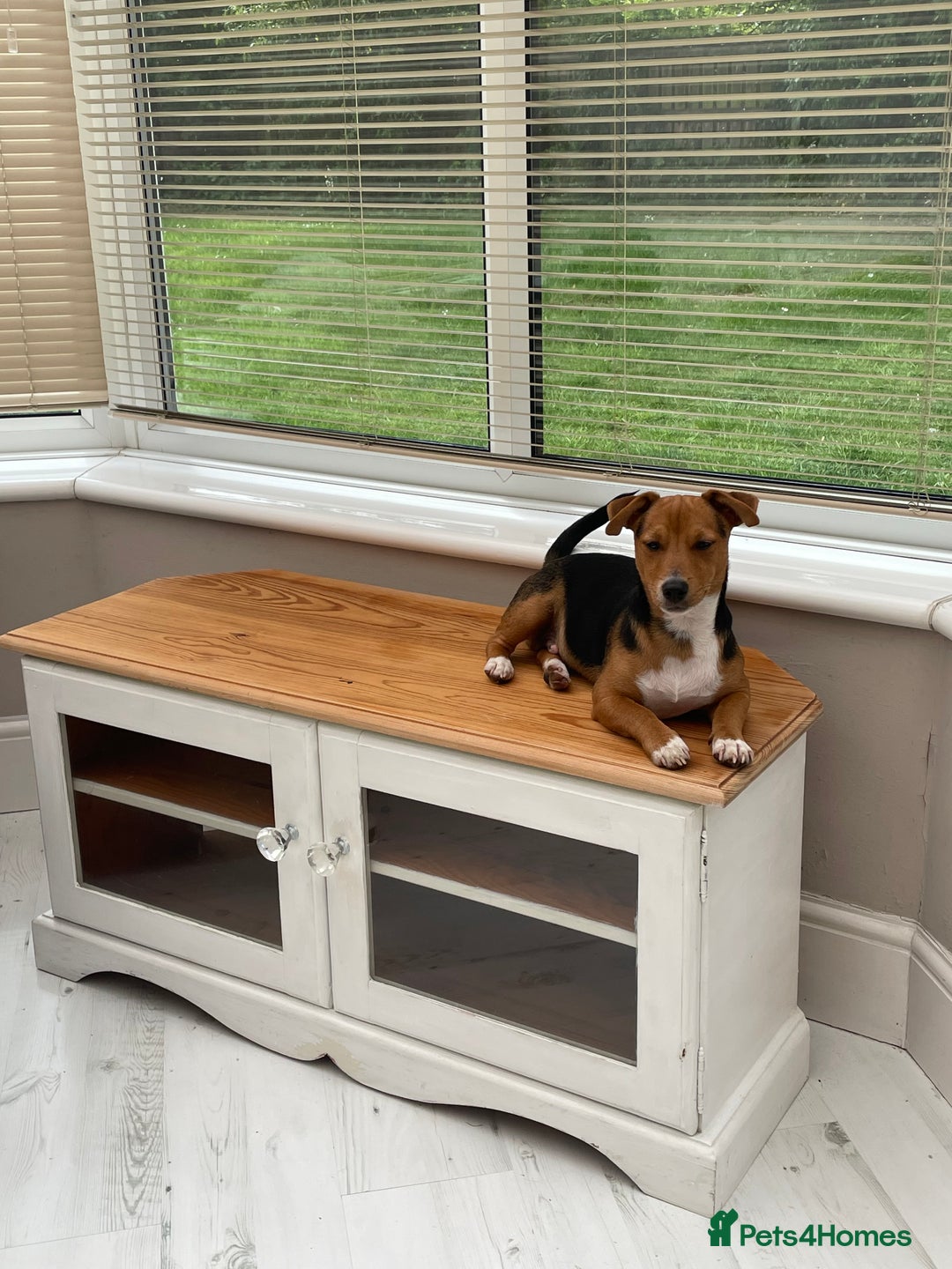 Jack Russell dogs for stud: Vinny- miniature jack Russell for stud  - Advert 5