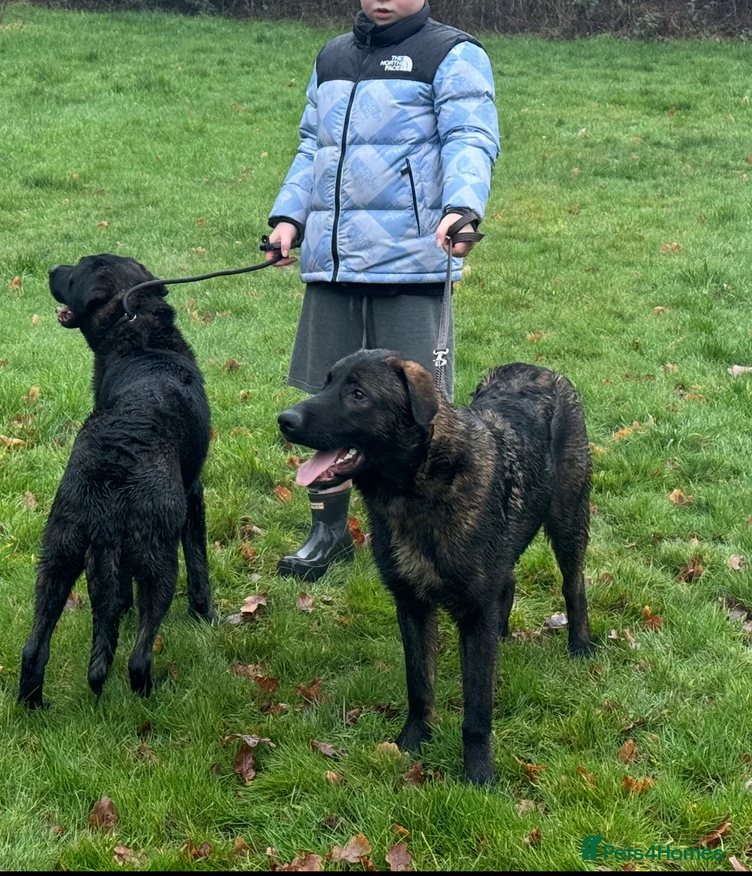 Mixed Breed dogs for sale: Belgian shepherd x Caucasian shepherd x - Advert 5