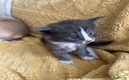 Maine Coon cats for sale: Chunky and fluffy Mainecoon kittens - Image 9