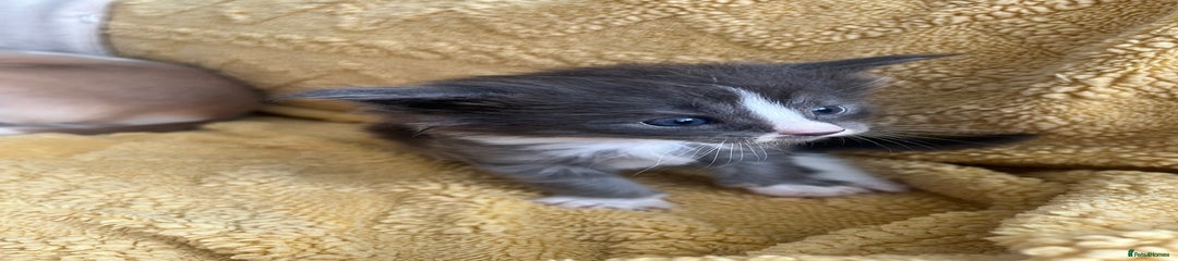 Maine Coon Kitten 1
