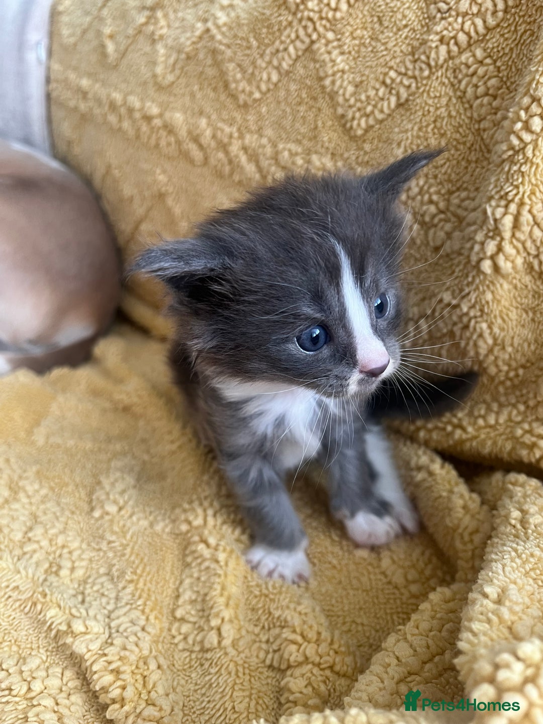 Maine Coon cats for sale: Chunky and fluffy Mainecoon kittens - Image 9