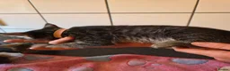 Bengal cats for sale: Bengal charcoal silver kittens from snow linx  - Advert 13