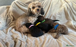 Cavapoo dogs for sale: Fully health tested Beautiful F1BB Cavapoo puppies - Image 6
