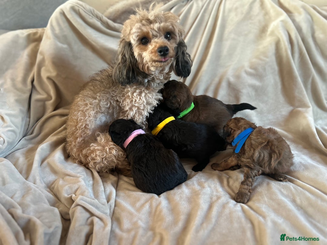 Cavapoo dogs for sale: Fully health tested Beautiful F1BB Cavapoo puppies - Image 6
