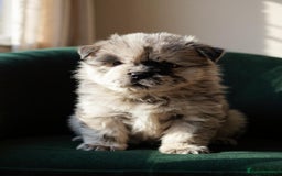 Chow Chow dogs for sale: Ocean Eyed Bear faced Chow Chows  - Image 13