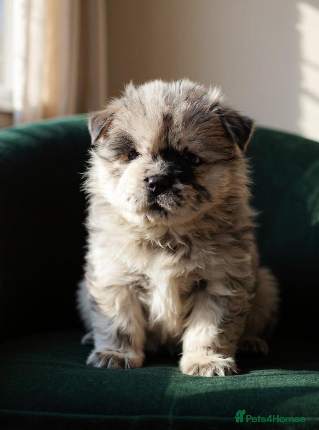 Chow Chow dogs for sale: Ocean Eyed Bear faced Chow Chows  - Image 13