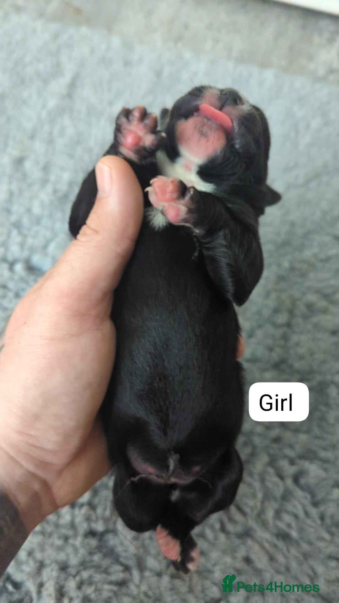 Cane Corso dogs for sale: Purebred champion bloodline cane corso puppies - Image 11