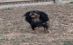 Cavalier King Charles Spaniel dogs for sale: KC Health Tested Black/Tan Male Cavalier 2 years - Image 3