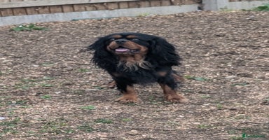 Cavalier King Charles Spaniel dogs - Advert 3